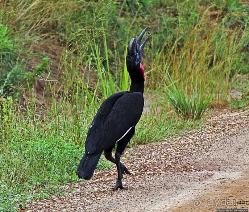 Большому сафари — большой фото-отчет