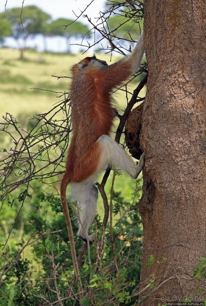 Большому сафари — большой фото-отчет
