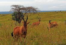 Большому сафари — большой фото-отчет