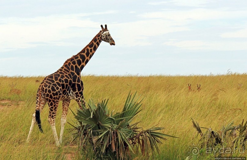 Большому сафари — большой фото-отчет