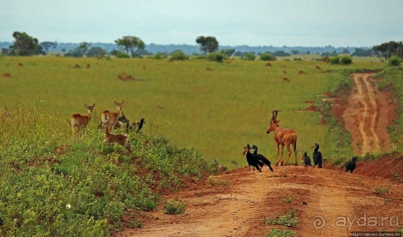 Большому сафари — большой фото-отчет