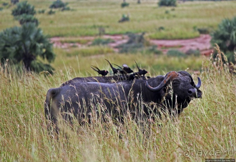Большому сафари — большой фото-отчет