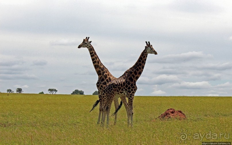 Большому сафари — большой фото-отчет