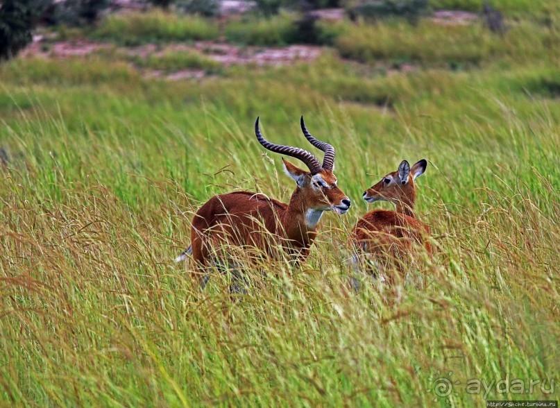 Большому сафари — большой фото-отчет
