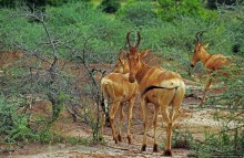 Большому сафари — большой фото-отчет