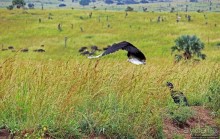 Большому сафари — большой фото-отчет