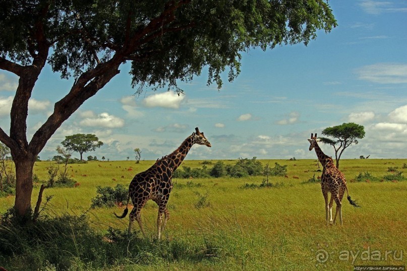 Большому сафари — большой фото-отчет