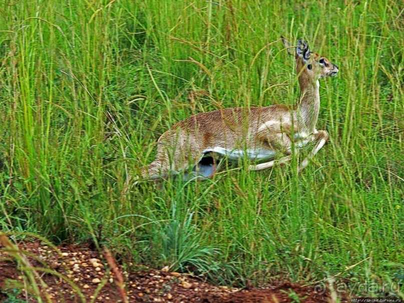 Большому сафари — большой фото-отчет