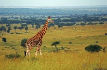 Большому сафари — большой фото-отчет