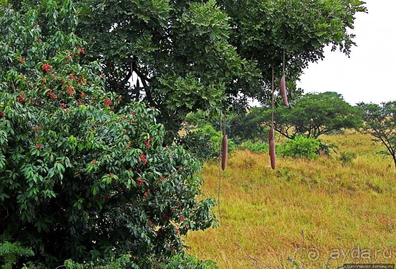 Большому сафари — большой фото-отчет
