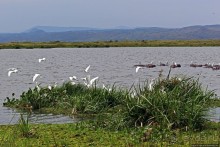 Большому сафари — большой фото-отчет