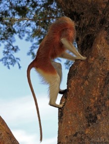 Большому сафари — большой фото-отчет