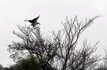 Большому сафари — большой фото-отчет