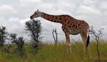 Большому сафари — большой фото-отчет