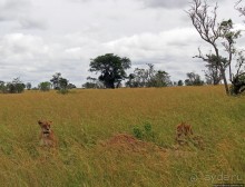Большому сафари — большой фото-отчет