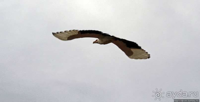 Большому сафари — большой фото-отчет