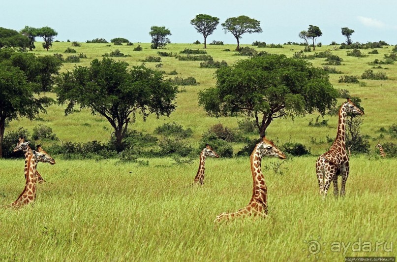 Большому сафари — большой фото-отчет