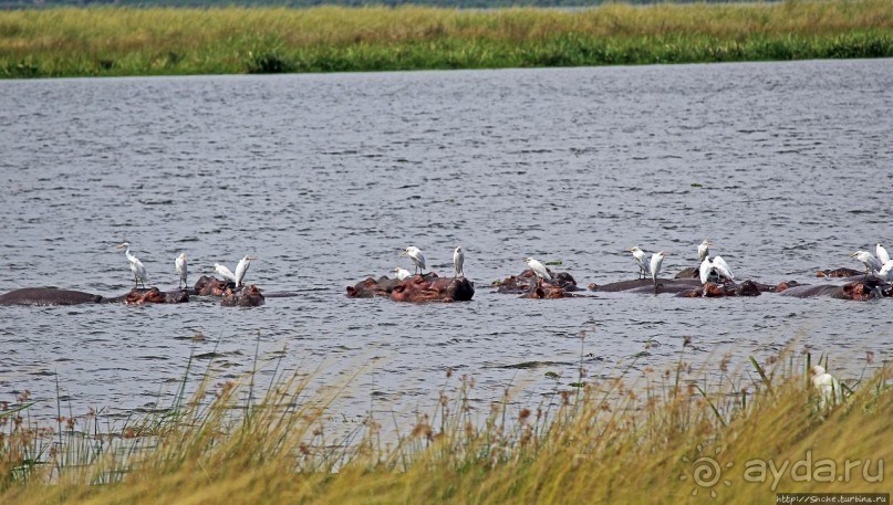 Большому сафари — большой фото-отчет