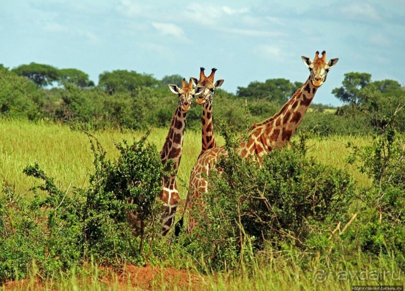 Большому сафари — большой фото-отчет
