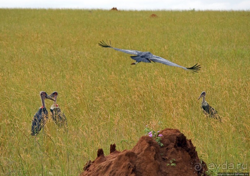 Большому сафари — большой фото-отчет