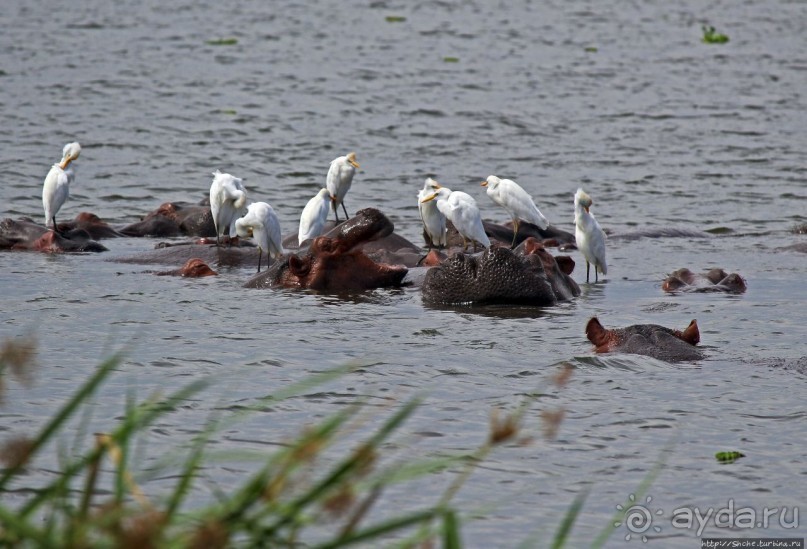Большому сафари — большой фото-отчет