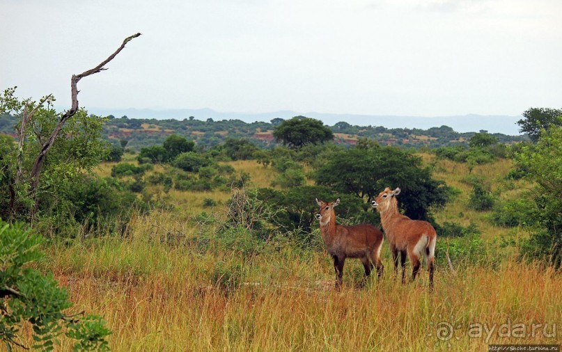 Большому сафари — большой фото-отчет