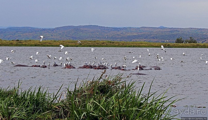 Большому сафари — большой фото-отчет