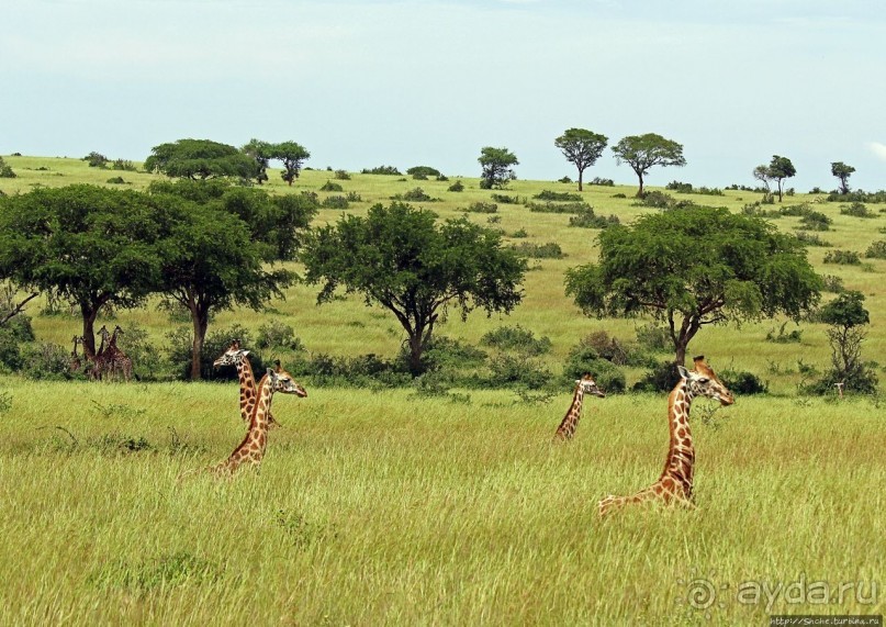 Большому сафари — большой фото-отчет