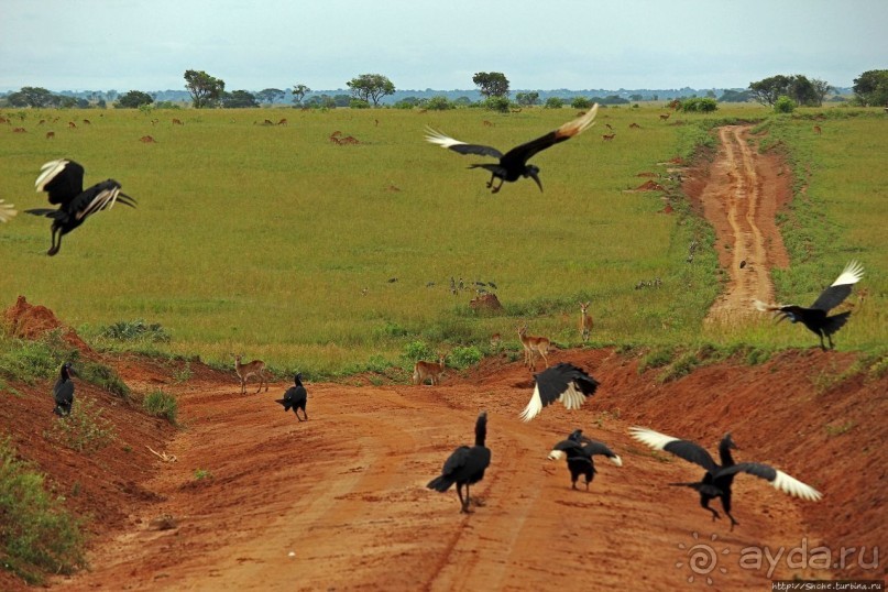 Большому сафари — большой фото-отчет