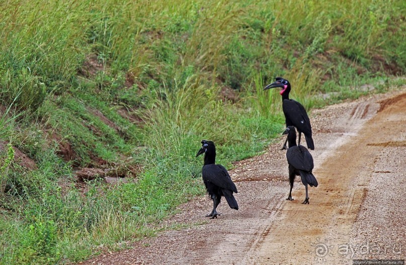 Большому сафари — большой фото-отчет