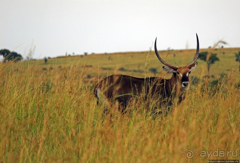 Большому сафари — большой фото-отчет