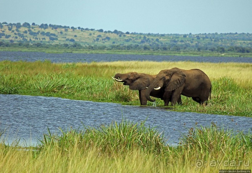 Большому сафари — большой фото-отчет