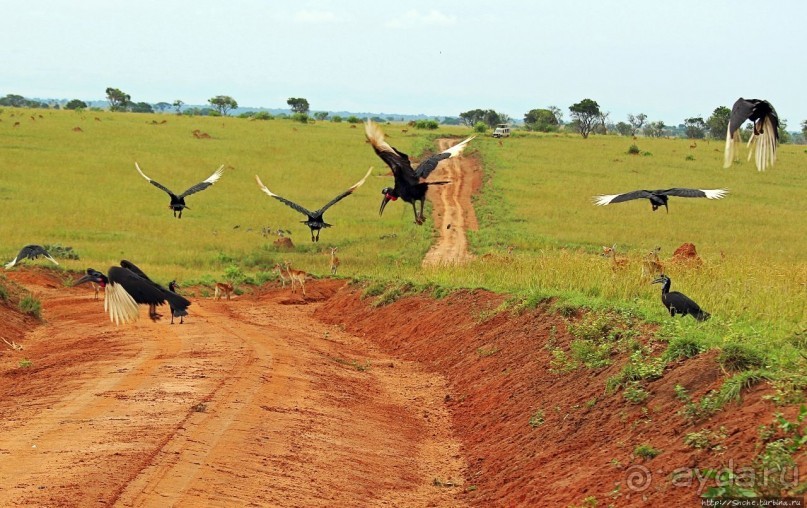 Большому сафари — большой фото-отчет