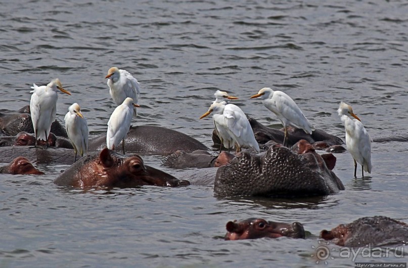 Большому сафари — большой фото-отчет