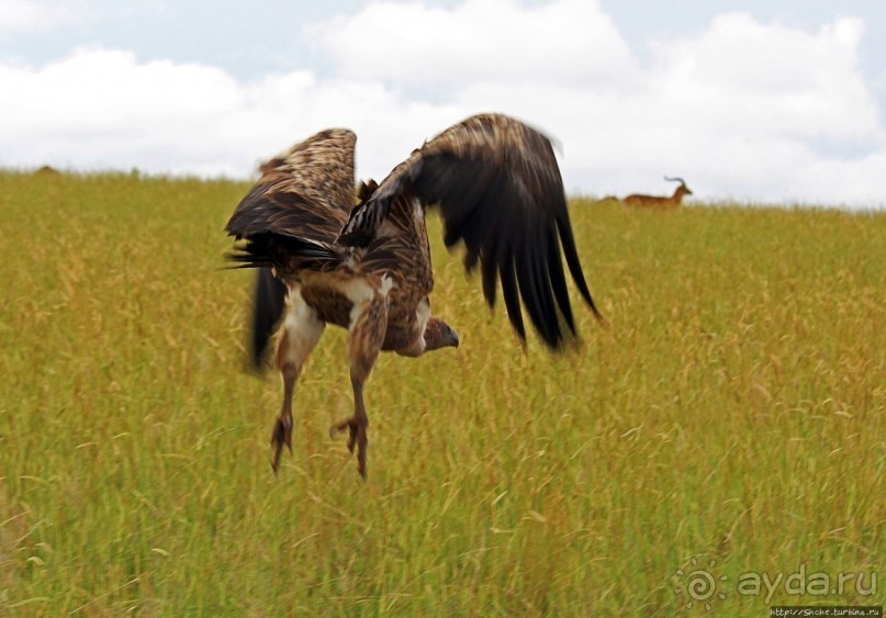 Большому сафари — большой фото-отчет