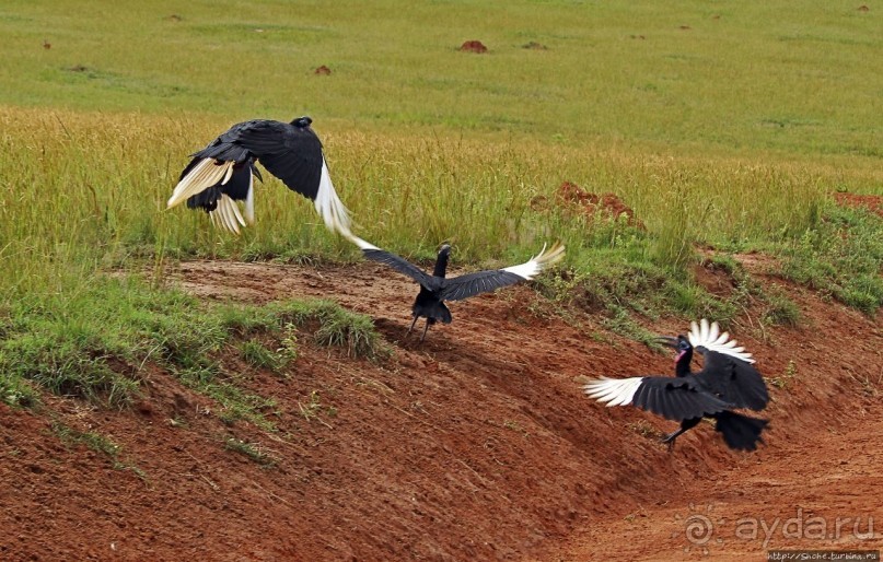 Большому сафари — большой фото-отчет