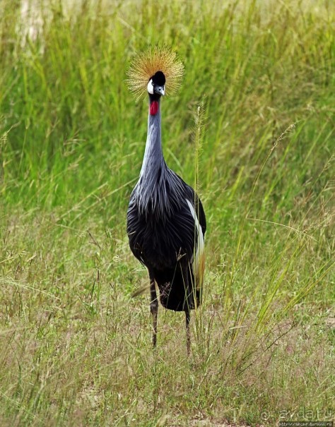 Большому сафари — большой фото-отчет