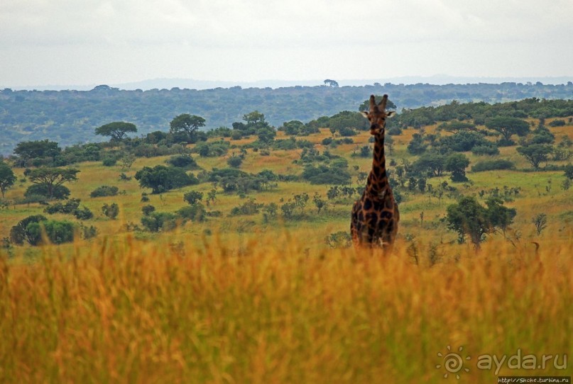 Большому сафари — большой фото-отчет