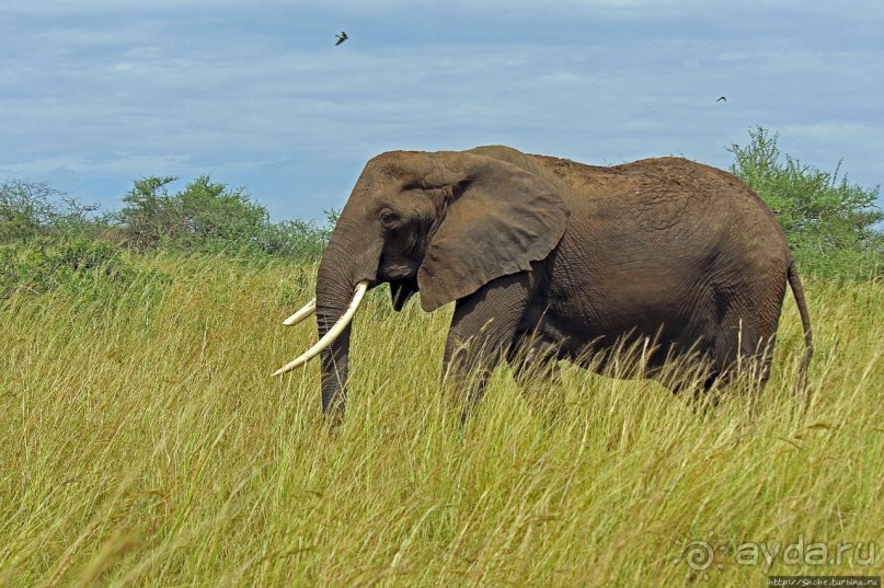 Большому сафари — большой фото-отчет