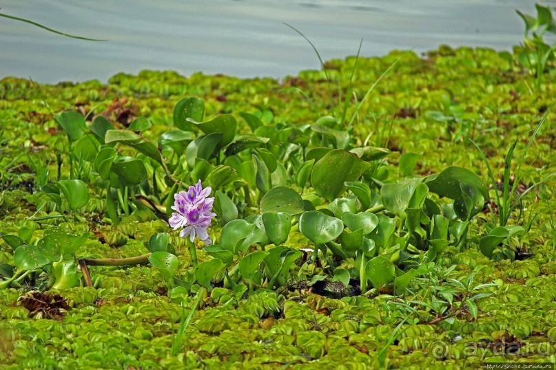 Большому сафари — большой фото-отчет