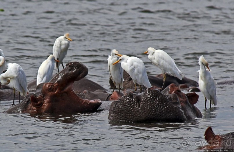 Большому сафари — большой фото-отчет