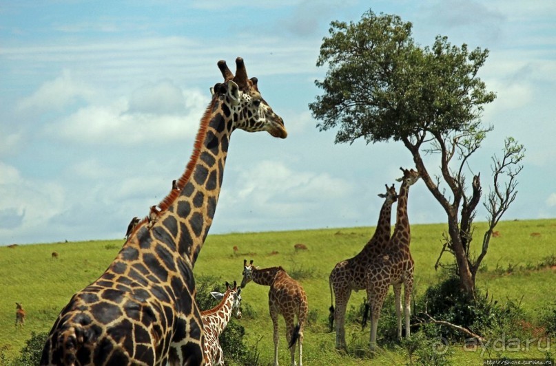 Большому сафари — большой фото-отчет