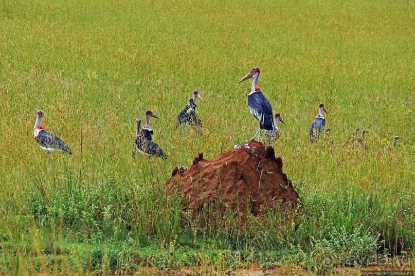Большому сафари — большой фото-отчет
