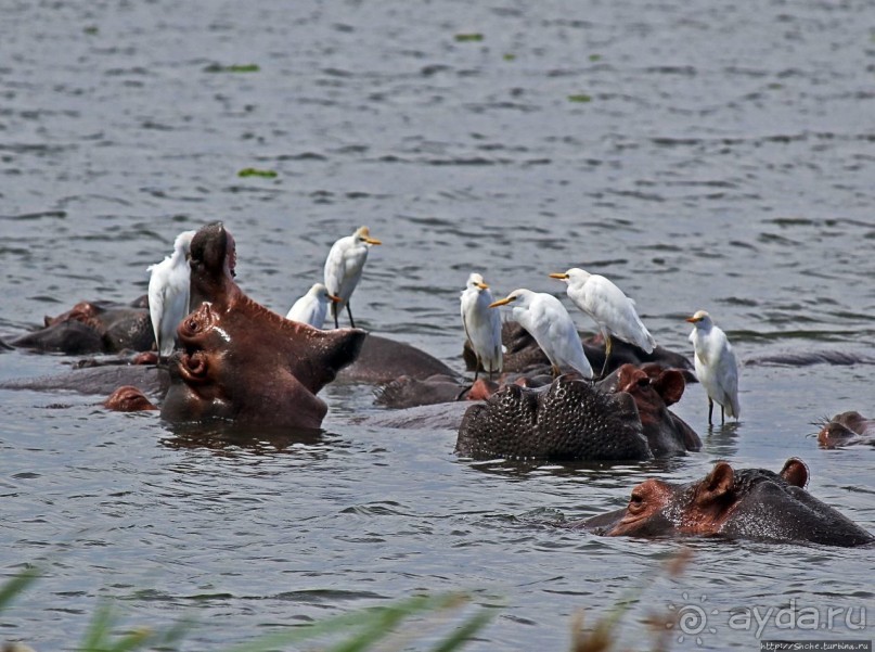Большому сафари — большой фото-отчет