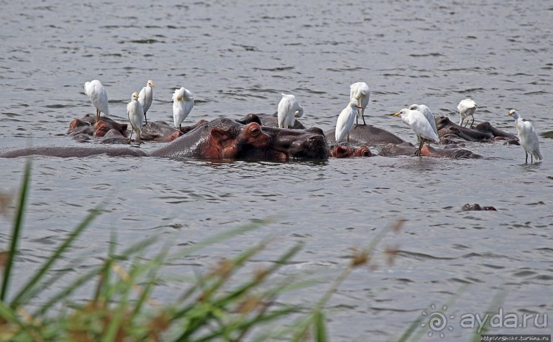 Большому сафари — большой фото-отчет