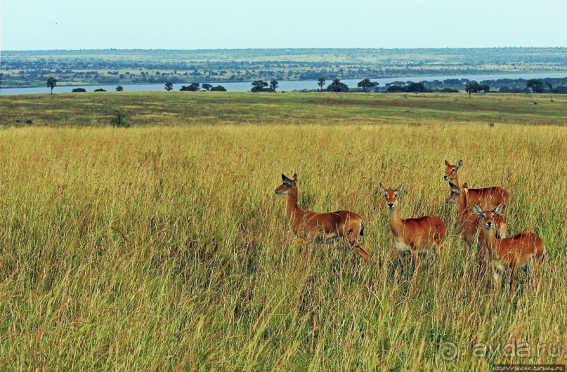 Большому сафари — большой фото-отчет