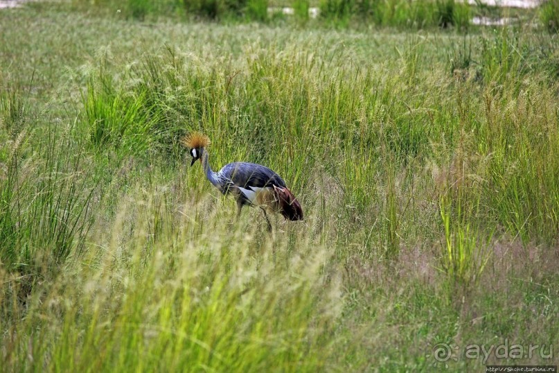 Большому сафари — большой фото-отчет