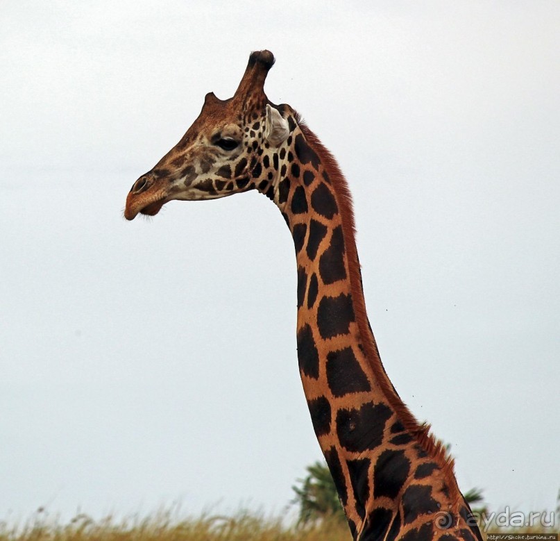 Большому сафари — большой фото-отчет
