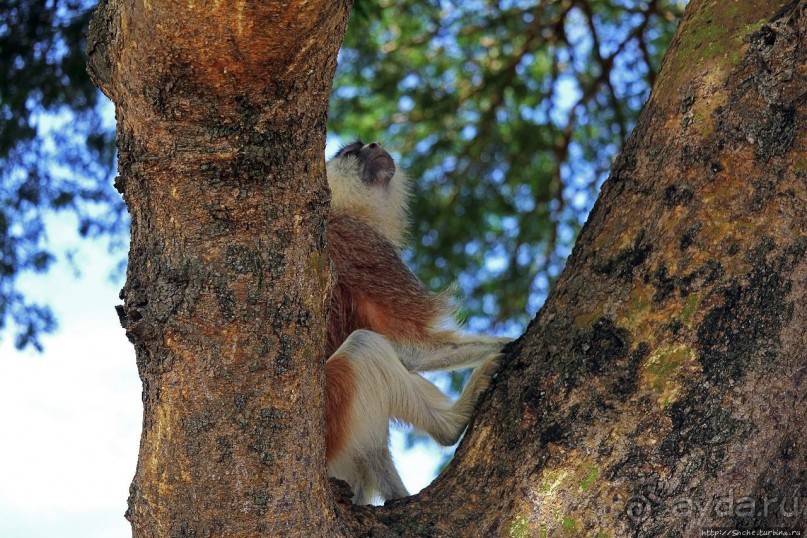 Большому сафари — большой фото-отчет