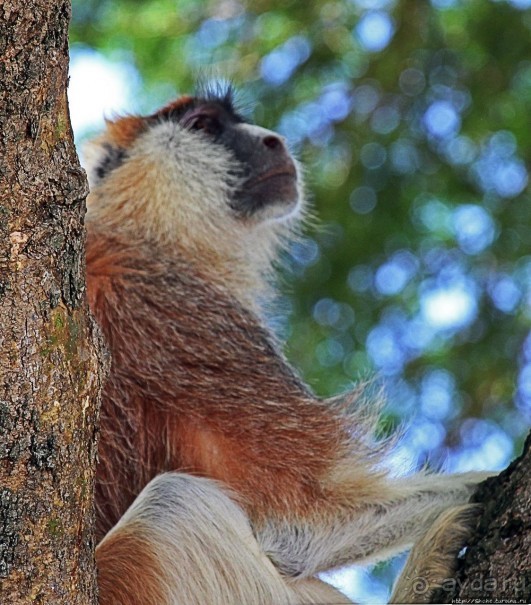 Большому сафари — большой фото-отчет